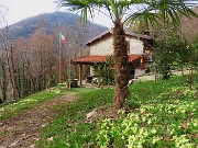 19 Primula vulgaris-Primule in fiore